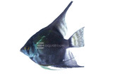 Angelfish