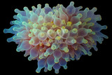 Anemones