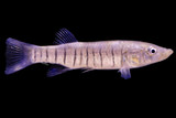 Killifish