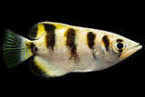 Archerfish