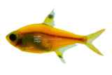 Glofish