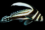 Drumfish