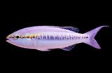 Threadfin Breams
