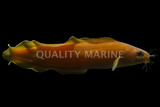 Cusk Eel