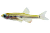 Minnows