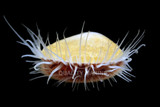 Shell, Bivalves