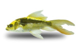 Koi