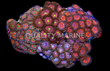 Corals, Polyps, Zoanthid