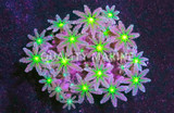 Corals, Polyps