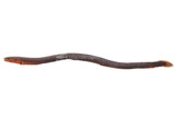Reed Fish