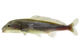 Mormyrids