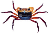 Crabs