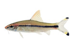 Barbs