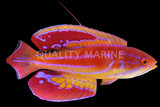 Wrasses