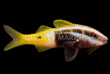 Goatfish
