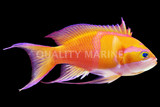 Anthias