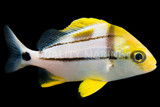 Porkfish