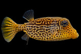 Trunkfish
