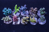 Corals, SPS Frag