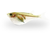 Hatchetfish