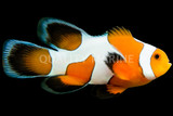 Clownfish QM Labs