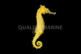 Seahorses