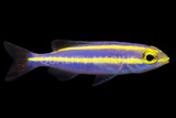 Threadfin Breams