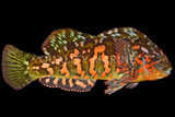Greenling