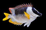 Rabbitfish
