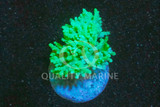 Corals, Soft Frag