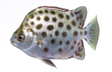Scats