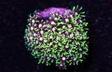 Corals, Polyps Frag