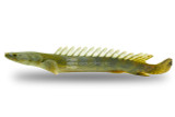 Bichirs