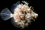 Filefish