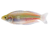 Rainbowfish