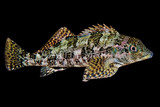 Kelpfish