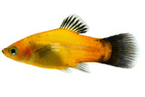 Platies