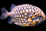 Pinecone Fish