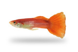 Guppies