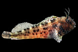 Blennies QM Labs