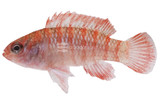 Chameleon Fish