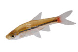 Rasboras