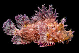 Scorpionfish SSC