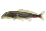 Mormyrids