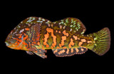 Greenling