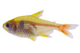Tetras