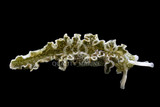 Nudibranchs