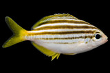Sea Chubs