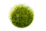Tropica