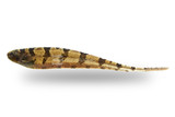 Knifefish